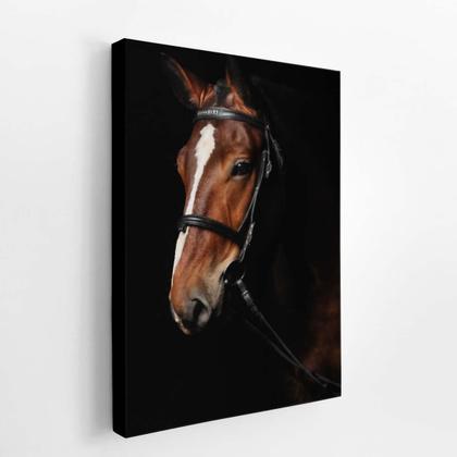 Imagem de Quadro Canvas Cavalo Animais Fotografia Fundo Preto 60X40Cm