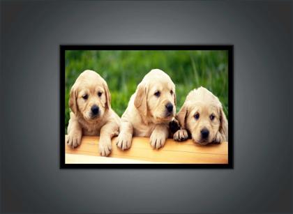 Imagem de Quadro Decorativo Animais Cachorros Golden Retriever Veterinário Pet Shop Natureza Com Moldura RC035