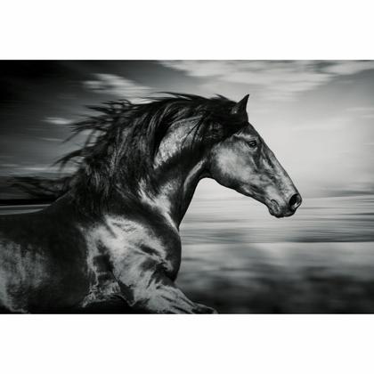 Imagem de Quadro Decorativo Cavalo Preto/Branco