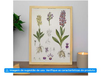 Imagem de Quadro Decorativo Inspiração Botânica Orquídeas