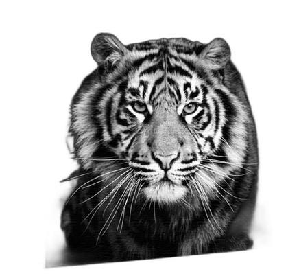 Imagem de Quadro Decorativo Tigre Preto E Branco Midiapoparte 80x80Cm