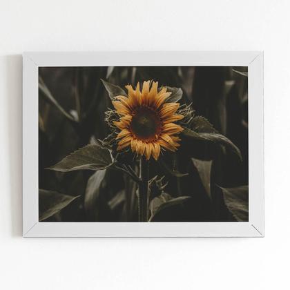 Imagem de Quadro Girassol Flor Fotografia Moldura Branca 60X40Cm