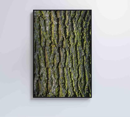 Imagem de Quadro tronco árvore