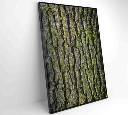 Imagem de Quadro tronco árvore