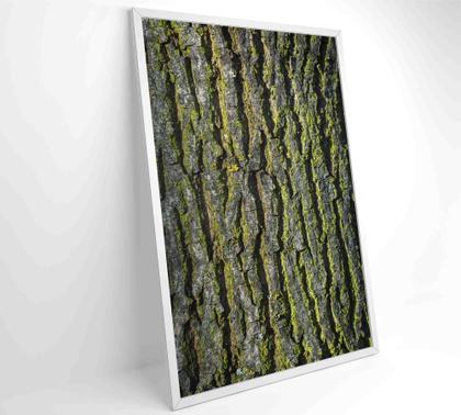 Imagem de Quadro tronco árvore