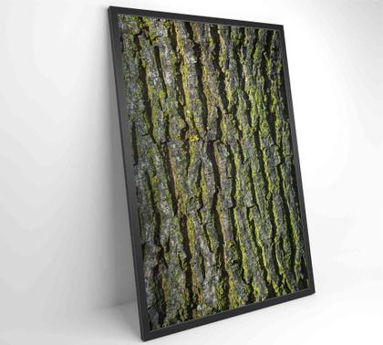 Imagem de Quadro tronco árvore