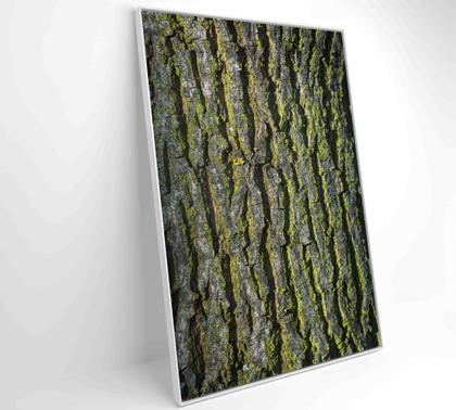 Imagem de Quadro tronco árvore