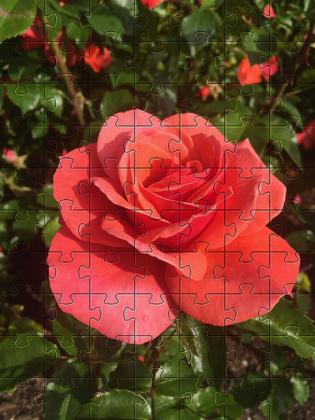 Imagem de Quebra-Cabeça Cognitivo para Idosos - Rosas