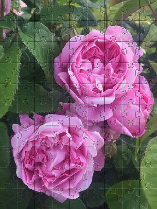 Imagem de Quebra-Cabeça Cognitivo para Idosos - Rosas