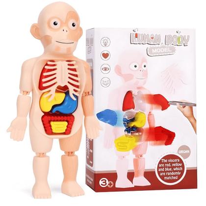 Imagem de Quebra Cabeça Corpo Humano Boneco De Anatomia Humana Brinquedo Anatômico  Interativo Educativo