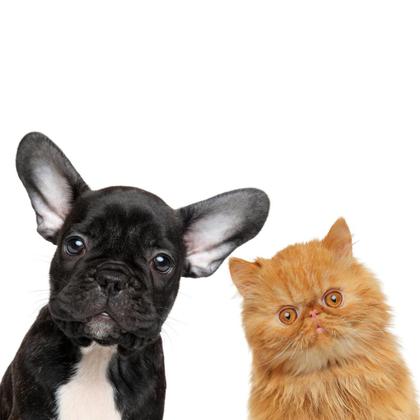 Imagem de Revolution Cães Gatos Filhotes Até 2,5kg 3 Pipetas Zoetis