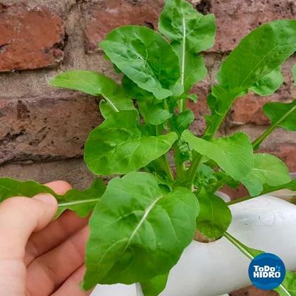 Imagem de Ripen 0-7-6 Nutriente finalização floração abundante Hidroponia
