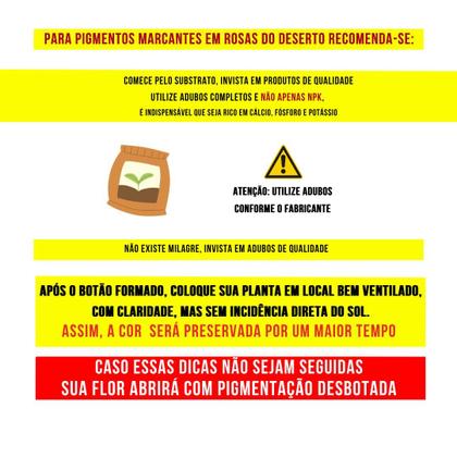 Imagem de Rosa do Deserto Dobrada EXÓTICA PERFUMADA BRD JA74