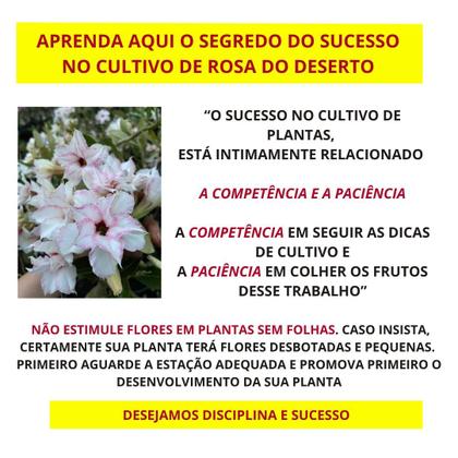 Imagem de Rosa do Deserto Dobrada EXÓTICA PERFUMADA BRD JA74