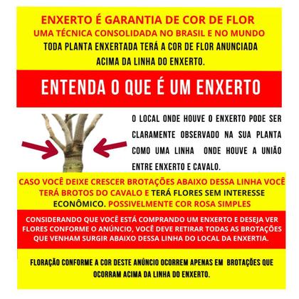 Imagem de Rosa do Deserto Dobrada EXÓTICA PERFUMADA BRD JA74