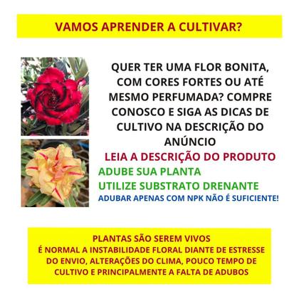 Imagem de Rosa do Deserto Dobrada EXÓTICA PERFUMADA BRD JA74