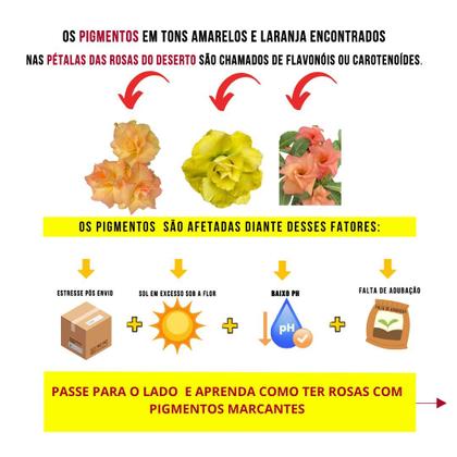 Imagem de Rosa do Deserto Dobrada EXÓTICA PERFUMADA BRD JA74