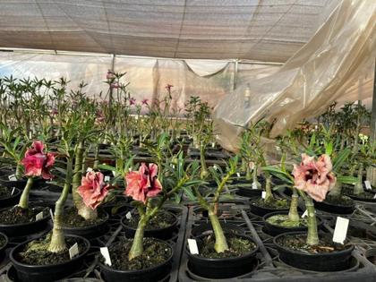 Imagem de Rosa do Deserto Dobrada EXÓTICA PERFUMADA BRD JA74