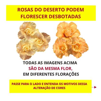 Imagem de Rosa do Deserto Dobrada EXÓTICA PERFUMADA BRD JA74