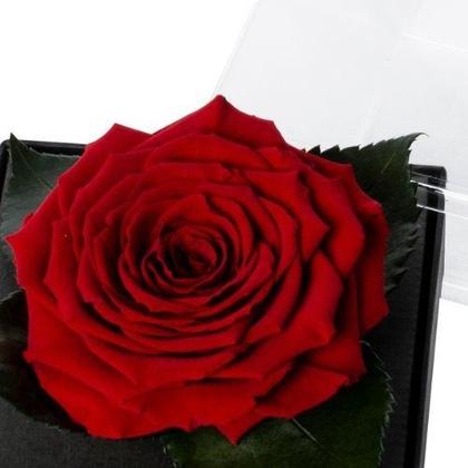 Imagem de Rosa Encantada Preservada Vermelha Presente caixa Acrilica