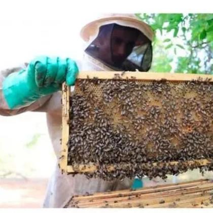 Imagem de Roupa para proteção de apicultor em tnt contra abelha protege ferrão ferroada abelha