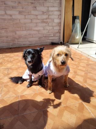 Imagem de Roupa pós cirúrgica pet para cães machos e fêmeas tamanho 06