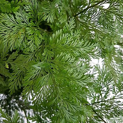 Imagem de Samambaia Renda Francesa Na Cuia E Com Haste Para Pendurar Planta Decoração Ambientes Jardins