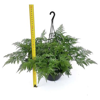 Imagem de Samambaia Renda Francesa Na Cuia E Com Haste Para Pendurar Planta Decoração Ambientes Jardins