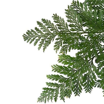 Imagem de Samambaia Renda Francesa Na Cuia E Com Haste Para Pendurar Planta Decoração Ambientes Jardins