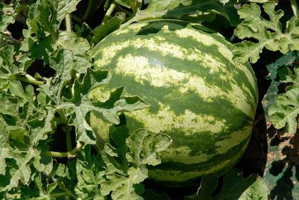 Imagem de Semente de Melancia Crimson Sweet 100g Horticeres Ciclo Médio