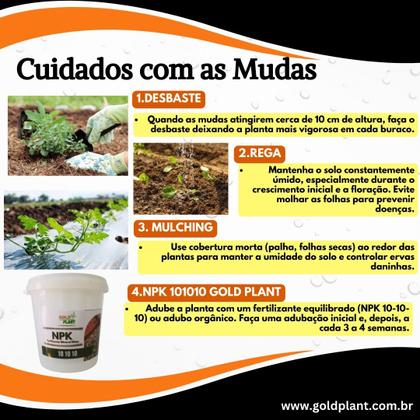 Imagem de Semente de Melancia Redonda Crimson Sweet Envelope 1g