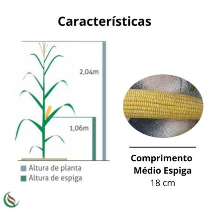 Imagem de Semente Milho Híbrido PR 3350 Saboroso - 6Kg