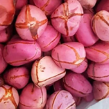 Imagem de Semente Obi Africano 4 Gomo Ritual Candomblé 1 Unidade