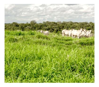 Imagem de Sementes Capim BRS Tamani / Panicum Maximum 1kg