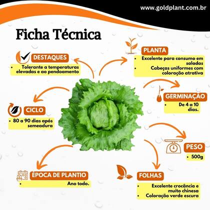 Imagem de Sementes de Alface Americana, Crespa, Lisa e Mimosa -Kit Alface 5 Unidades