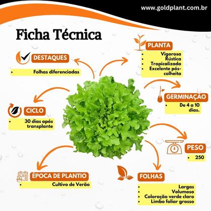 Imagem de Sementes de Alface Americana, Crespa, Lisa e Mimosa -Kit Alface 5 Unidades