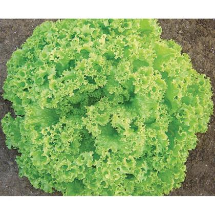 Imagem de Sementes de Alface Crespa Camila Peletizada Pcte C/ 10.000 Sementes - TOPSEED PREMIUM