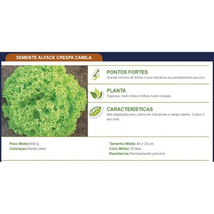 Imagem de Sementes de Alface Crespa Camila Peletizada Pcte C/ 10.000 Sementes - TOPSEED PREMIUM