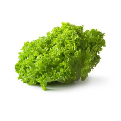 Imagem de Sementes de Alface Crespa Elba TOPSEED