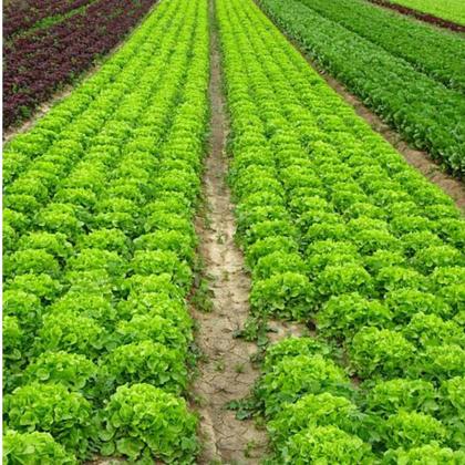 Imagem de Sementes de Alface Crespa Elba TOPSEED