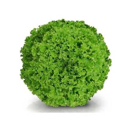 Imagem de Sementes De Alface Crespa Jade - 7.500 sementes - Sakata