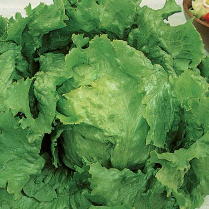 Imagem de Sementes de Alface Crespa Repolhuda TOPSEED