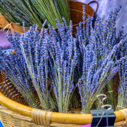 Imagem de Sementes de Alfazema ou Lavanda FELTRIN