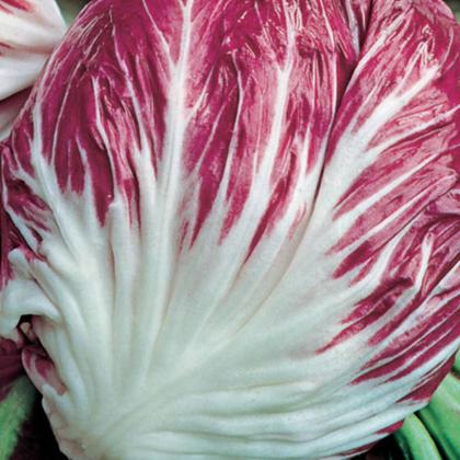 Imagem de Sementes de Chicória Palla Rossa Precoce Blueline TOPSEED
