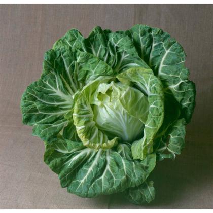 Imagem de Sementes de Couve Tronchuda Portuguesa TOPSEED