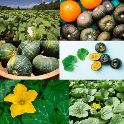 Imagem de Sementes de Frutas, Verduras, Temperos e Hortaliças Feltrin Envelope