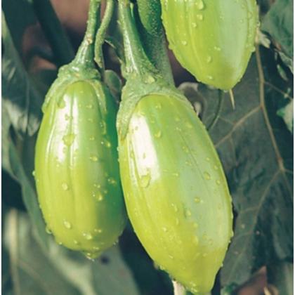 Imagem de Sementes de Jiló Comprido (Verde Claro) TOPSEED