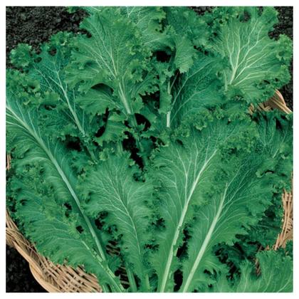 Imagem de Sementes de Mostarda Crespa TOPSEED