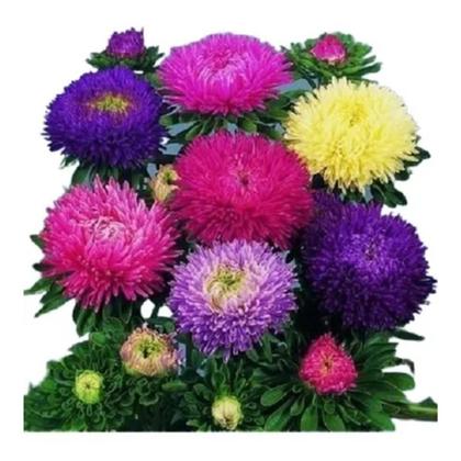 Imagem de Sementes de Rainha Margarida Pompom Sortida TOPSEED