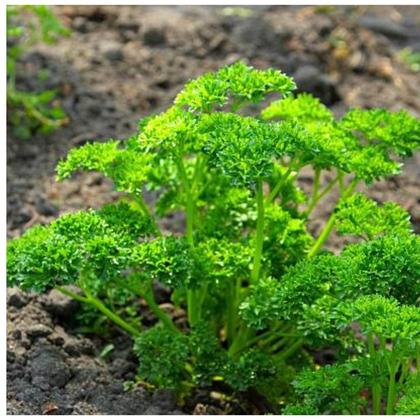 Imagem de Sementes de Salsa Crespa TOPSEED